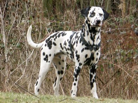 Dalmatian Lifespan Male