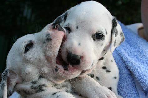 Dalmatian Puppies