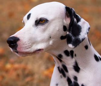 Dalmatian Skin Disease Human