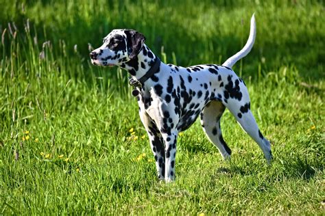 Dalmatian Skin Issues