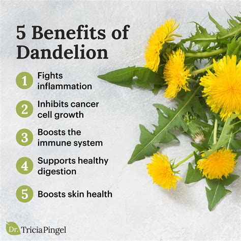 Dandelion Health Ai Address