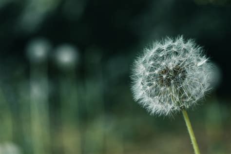 Dandelion Health Ai