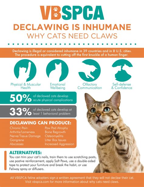 Declawing Cats Near Me