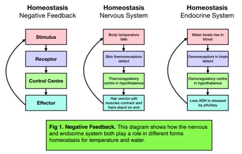 5 Ways Negative Feedback