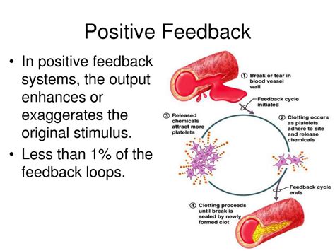 5 Ways Endocrine Feedback Works