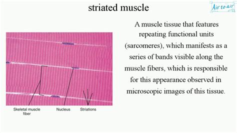 Definition Of Striated