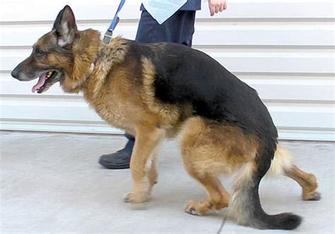 Degenerative Myelopathy German Shepherd