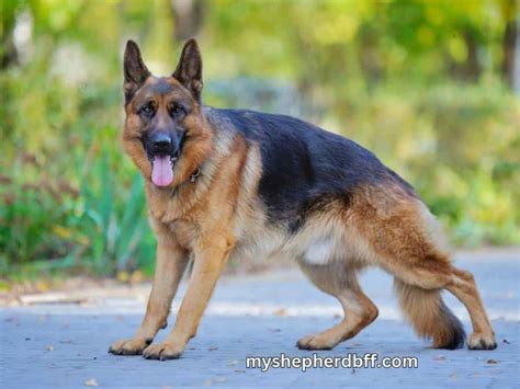 Degenerative Myelopathy In German Shepherds