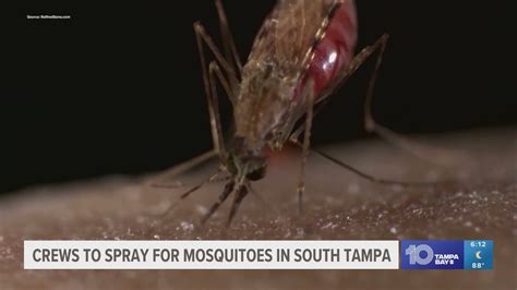 Dengue Fever Hillsborough County News