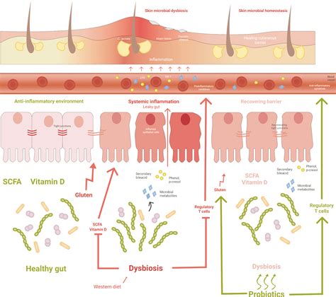 Dermatologist Inflammatory Skin Gut Health