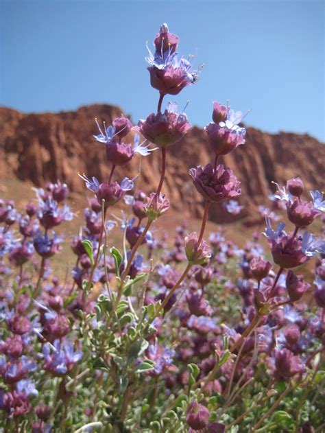 Desert Sage