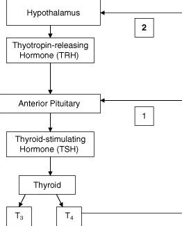 Developmental Thyroid Hormone Disruption Prevalence Environmental Contaminants And Neurodevelopmental Consequences Sciencedirect