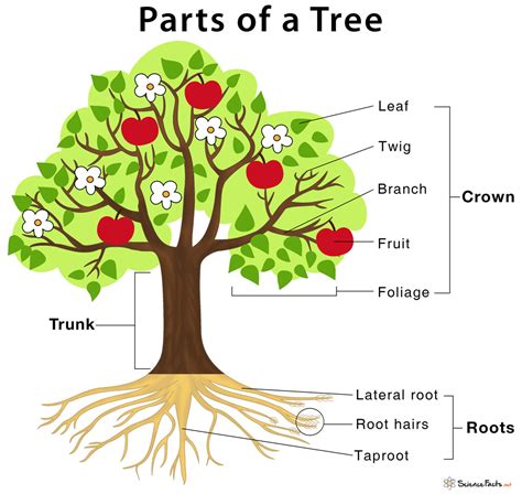 Diagram Of Tree Parts