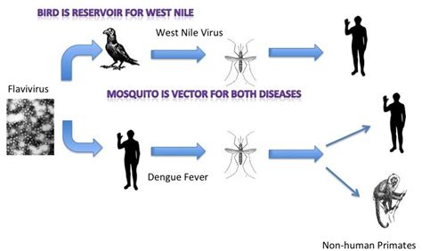 Difference Between Reservoir And Vector