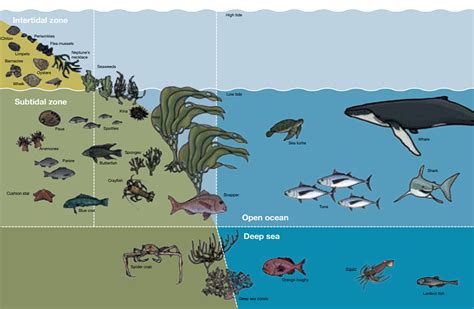 Different Types Of Marine Reserves