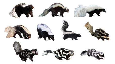 Different Types Of Skunks Pictures