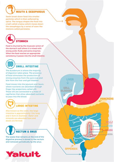 Digestive Care