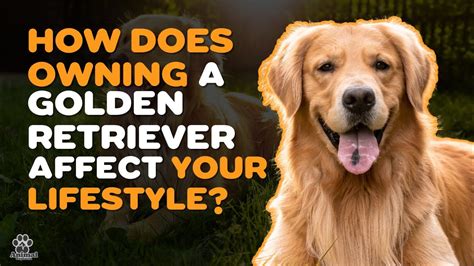 Disadvantages Of Golden Retriever