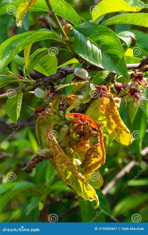 Diseases Of Peach Trees Photos