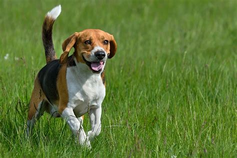 Do Beagles Have Back Problems