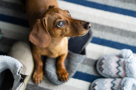 Do Dachshunds Have Sensitive Stomachs