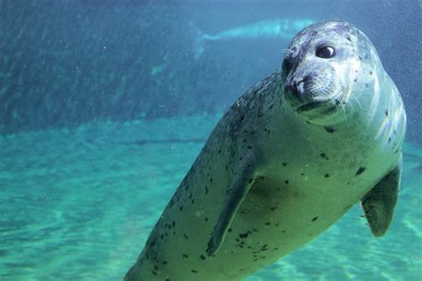 5 Seal Breathing Facts