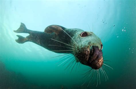 Do Seals Breathe When Diving