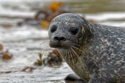 Do Seals Have Gills