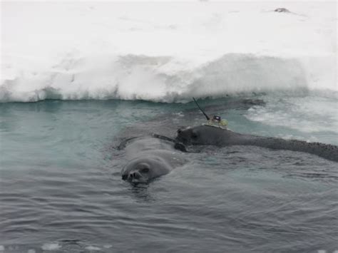 Do Seals Have Lungs