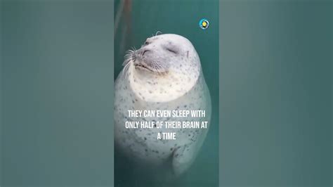 Do Seals Sleep Underwater