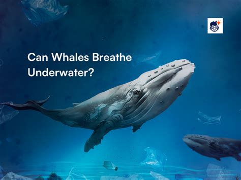 Do Whales Breathe Underwater