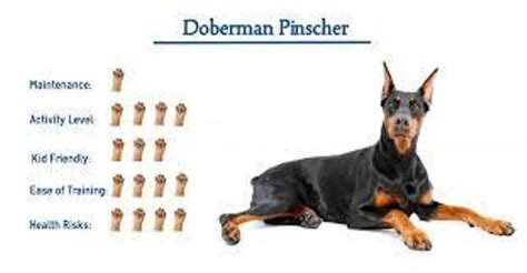 Doberman Common Health Issues