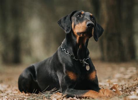 Doberman Hind Leg Problems