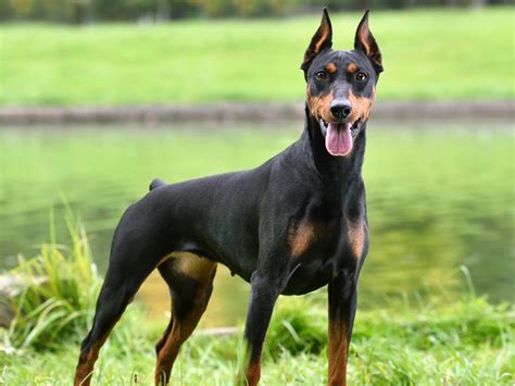 Doberman Lifespan