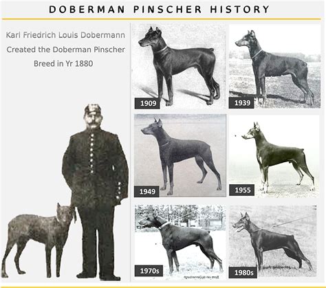 Doberman Origin