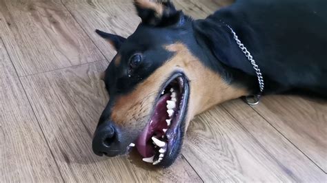 Doberman Sudden Death