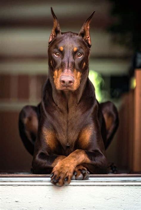 Doberman Temperament