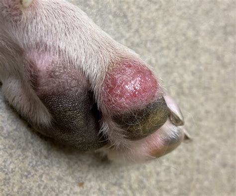 Dog Biting Paws Antibiotics