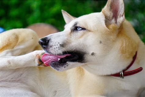 Dog Biting Paws Treatment