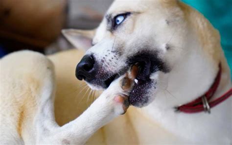 Dog Chewing Paws Antibiotics