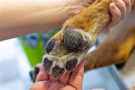 5 Ways Dogs Chew Paws