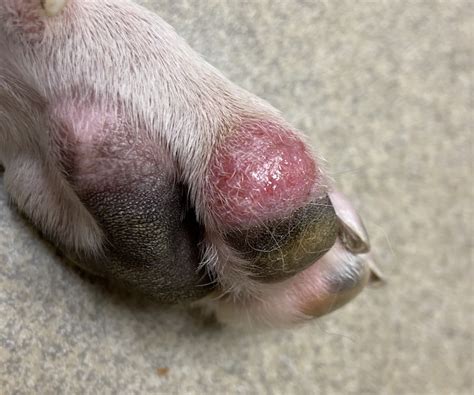 Dog Chewing Paws Infection