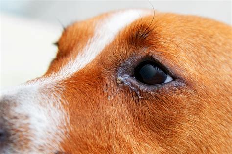 Dog Eye Conditions Pics