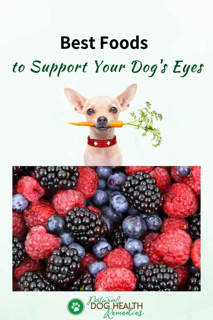 Dog Eye Health Issues