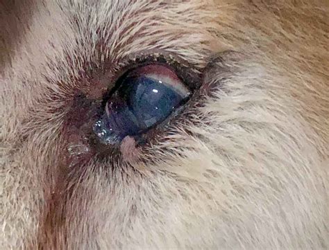 Dog Eye Infection Symptoms