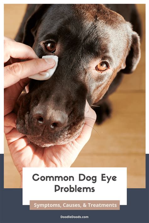 Dog Eye Problems Pictures Treatment