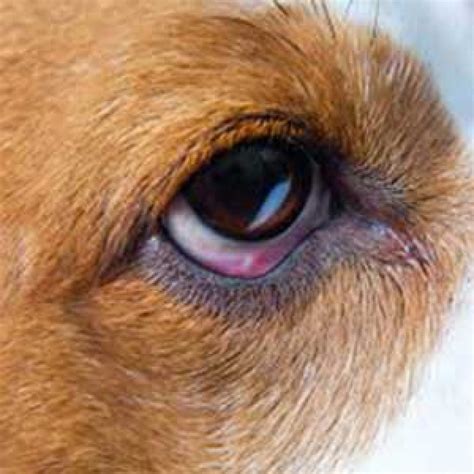 Dog Eye Problems Pictures