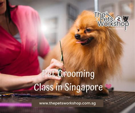 Dog Grooming Memberships