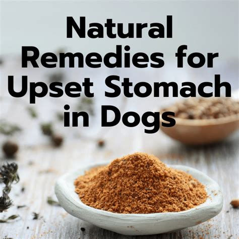 Dog Gut Health Home Remedies