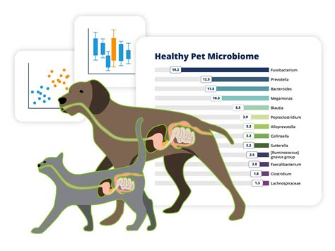 Dog Gut Health Test